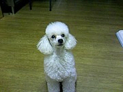 �����Υȥ�ޡ�����