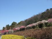 花の文化園　植物園