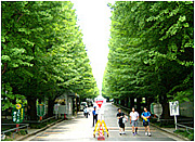 Artistic Hiyoshi