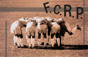 F.C.R.P.