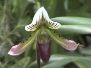 Paphiopedilum(蘭)