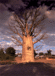 バオバブの木 - 成長観察日記