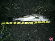 �ԣţ��� ʿ��