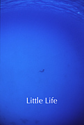 Little Life 加計呂麻