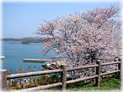桜の唄