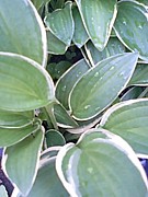 GREEN  CIRCLE