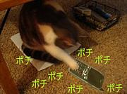 ǤҼƱ()