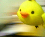 絶対キイロイトリ