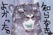 �Τ�ʤ���褫�ä���