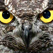 OWL () osaka