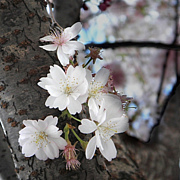 桜　〜sakura〜