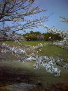 明治学園ﾗｸﾞﾋﾞｰ