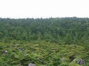 Nordic Hiking/NH