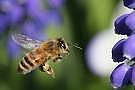 ミツバチの羽音と地球の回転