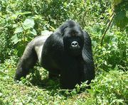 THE Kong �� MOVIE