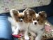 Dog salon Jurian