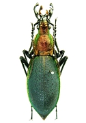 オサムシ Carabidae