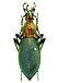 オサムシ Carabidae