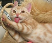 �����ͤ������