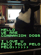 ѥ˥ɥåȼη