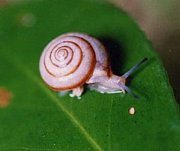 �⥹�ȥǥ󥸥�饹�����ĥ��