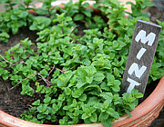 �ߥ��/Mint