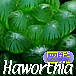 Haworthia図鑑