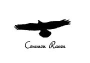 ツーリングチームCommon Raven