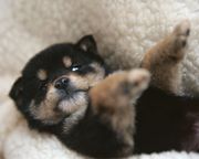 Nintendogs����򴹹���