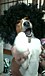 ���dog����