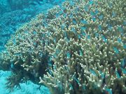 ���쥢���������