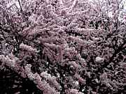 春爛漫花見の宴＠上野公園