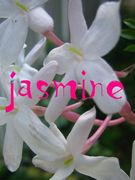 ���λҤβ�jasmine