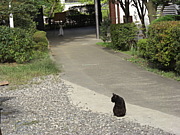 ��褹�����Ѥ�äƤ�ȸ�����