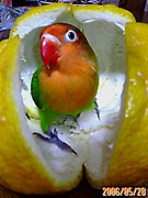 ���󥳤�����������������