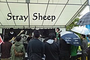 Stray  Sheep