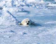 何でしたっけ？