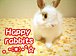 Happy rabbits :*: