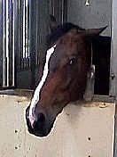 �����Ϥ��ƥǥ���