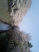 善福寺川公園