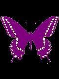 ĳ��Butterfly��
