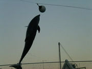 ����ʹ�æ�ײ�!!