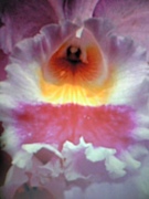 Beauty��Ǻ�����̼�