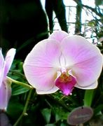 NHK���ʤΥʥ졼����󤬹���