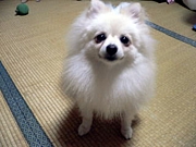 �إ����ܡʡ�������