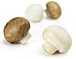 White Mushroom