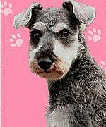 Mixi ムックは勿論 愛犬画像ｕｐ場所 喋る犬 ムック マルモのおきて Mixiコミュニティ
