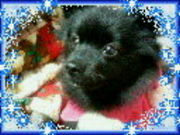 �ݥ��˥������С�