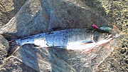 北海道鮭釣り自慢