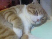 猫カフェ 倶楽部